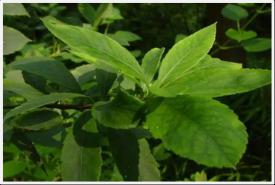 昆药集团天然植物原料药创新基地建设项目可行性研究