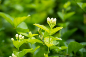 广西省花茶（茉莉花）种植及加工项目可行性研究报告