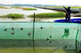 宣城市龙虾稻田种养及深加工项目立项申请可行性研究报告