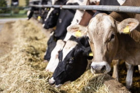 年出栏300头肉牛养殖场项目可行性研究报告